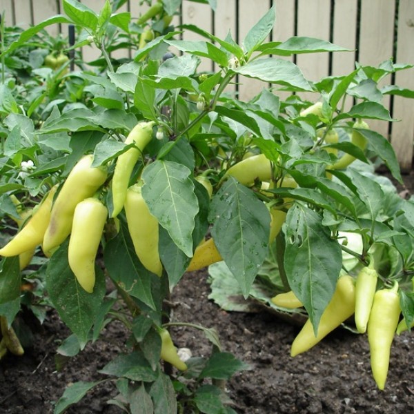 Omaxe Hot Pepper Yellow Desire Seeds (50 Seeds)
